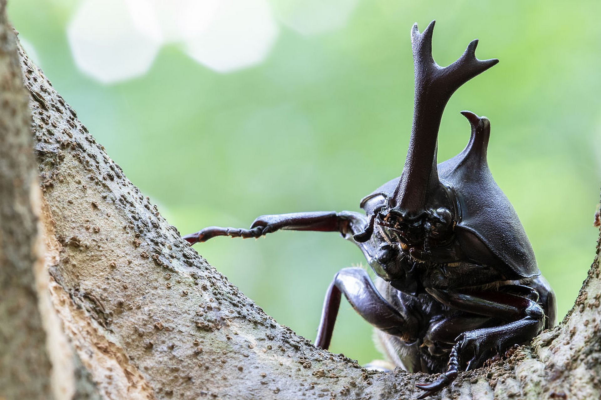 [原文:独角仙之美:幼虫呵护指南]