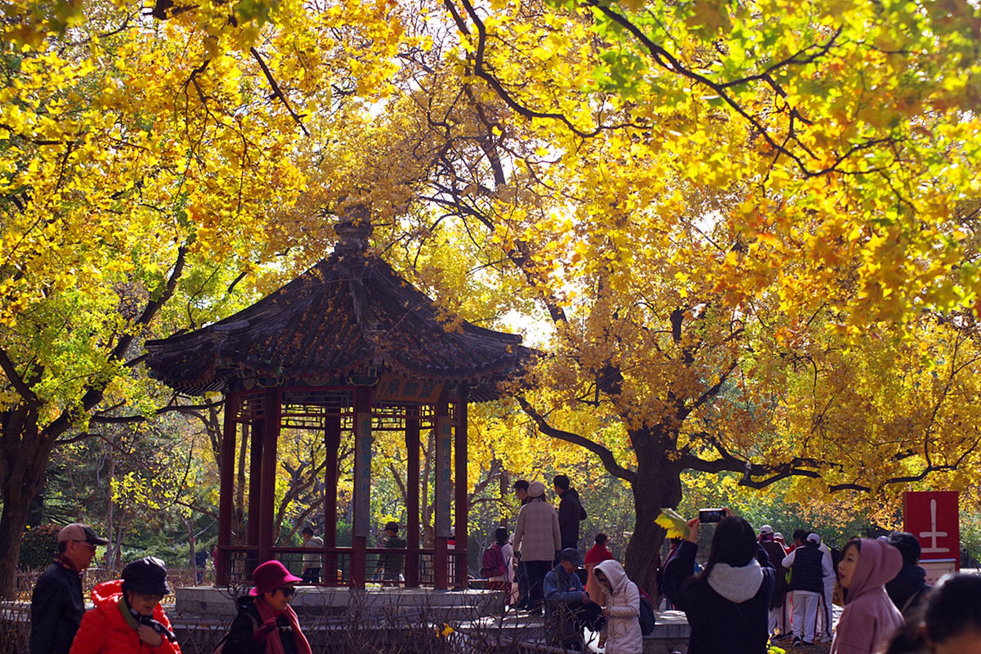 银杏树# 相信大家都认识下面这种树,这是中国的国树.