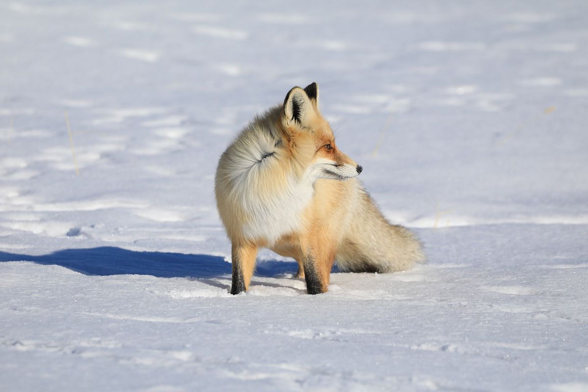 【狐狸觅食】聪明的狐狸在雪地里觅食,它用灵活的四肢和敏锐的嗅觉