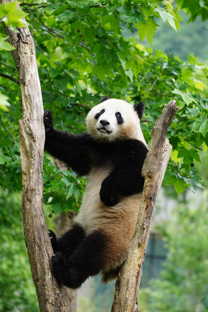 大熊猫尾巴图片