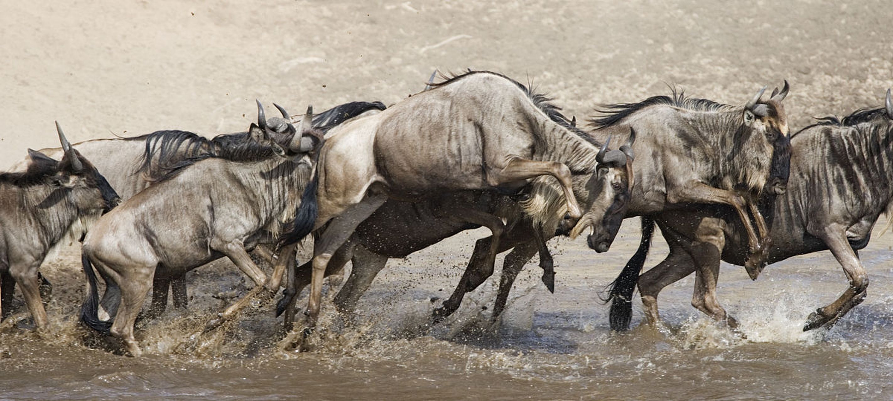 角马过河#动物趣图