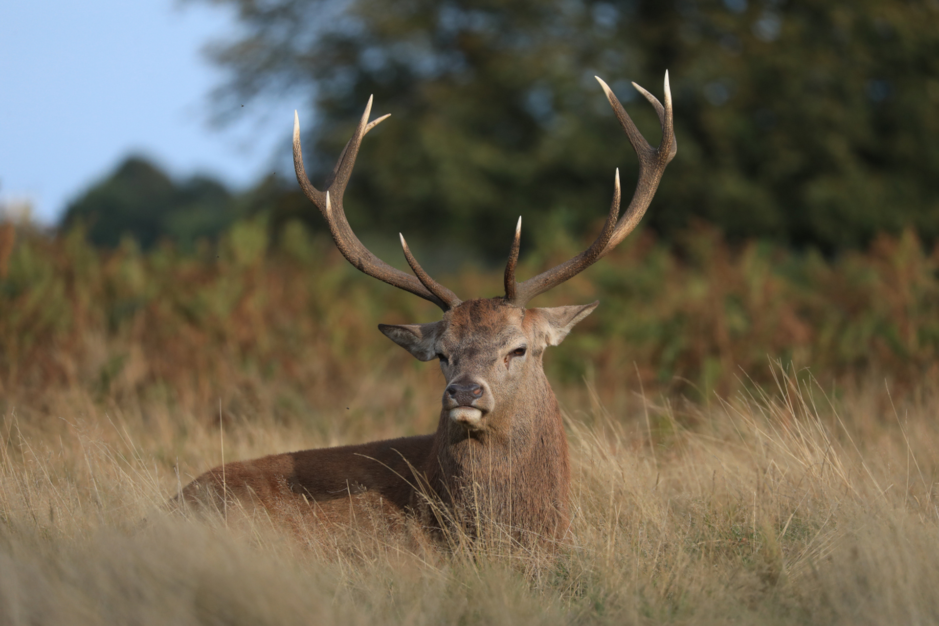 优雅的森林公主——红鹿,在古老的森林中静静漫步.
