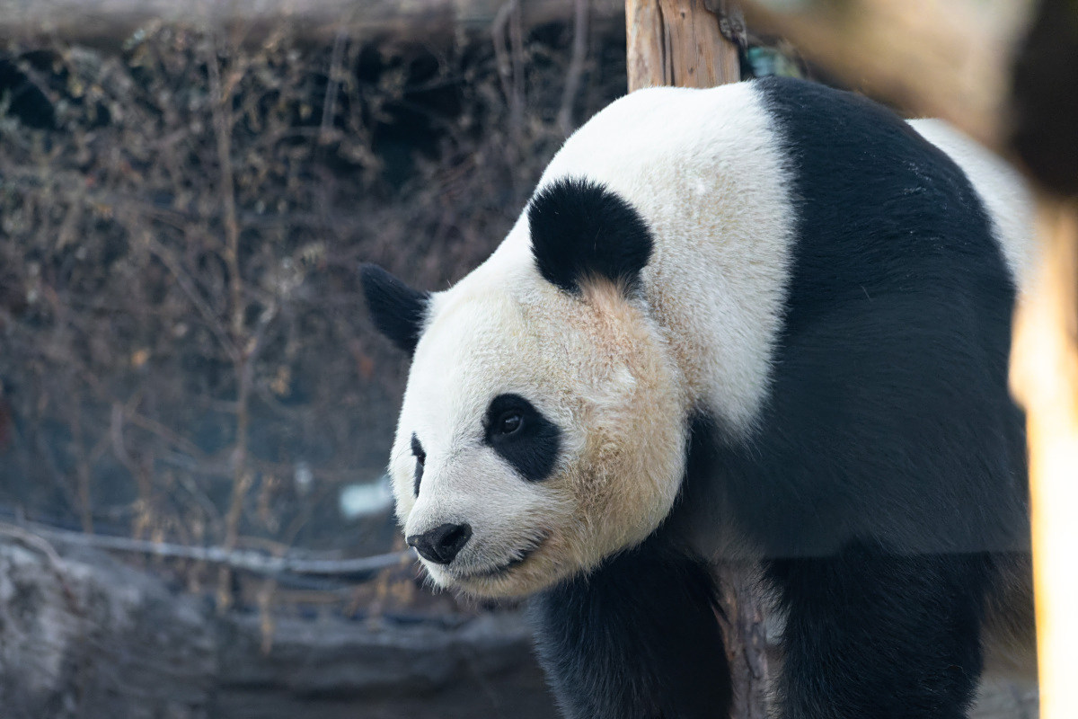 大熊猫是一级保护动物,被誉为"活化石"和"中国国宝".