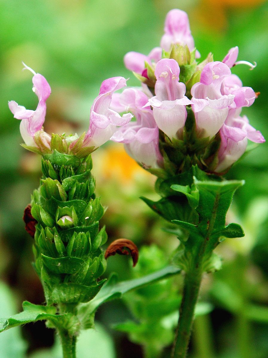 艾纳香叶:神奇的消炎,止痛"良药"