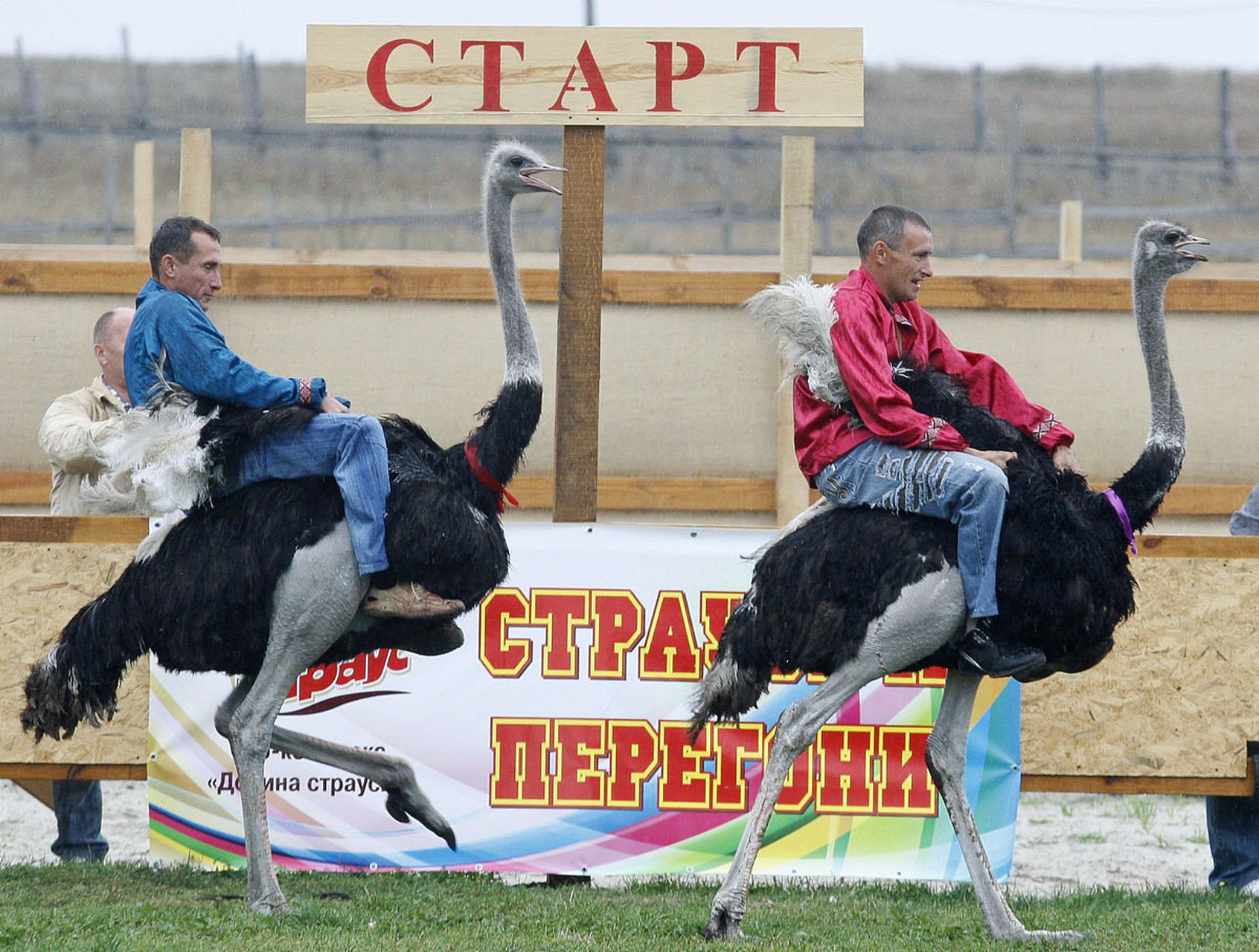 曝大理街头一小女孩骑着鸵鸟淡定看书,悠哉游哉,霸气侧漏,百度了一下