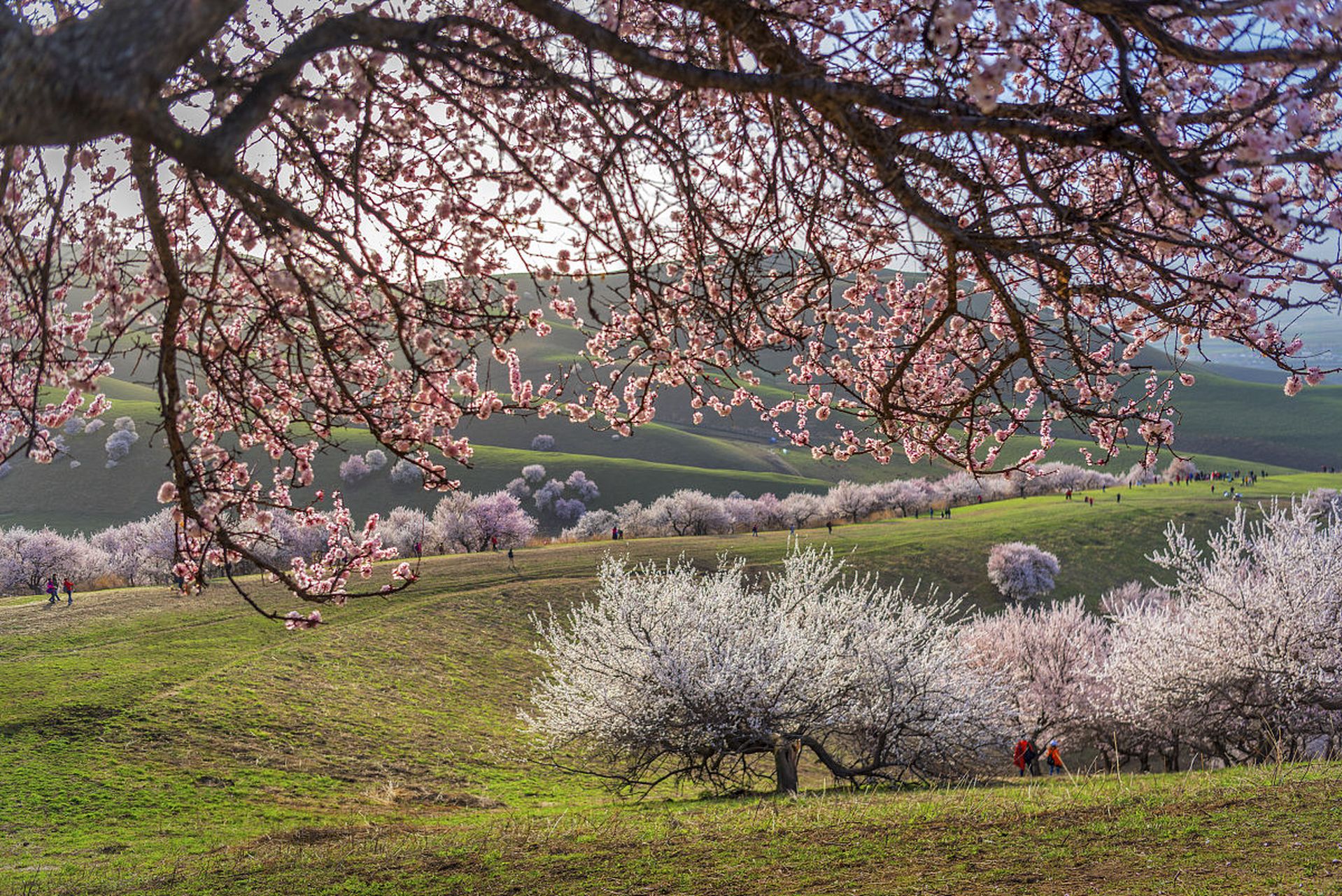 吐尔根杏花 这是一片中世纪遗留下来的野杏林,最佳拍摄观赏时间是4月