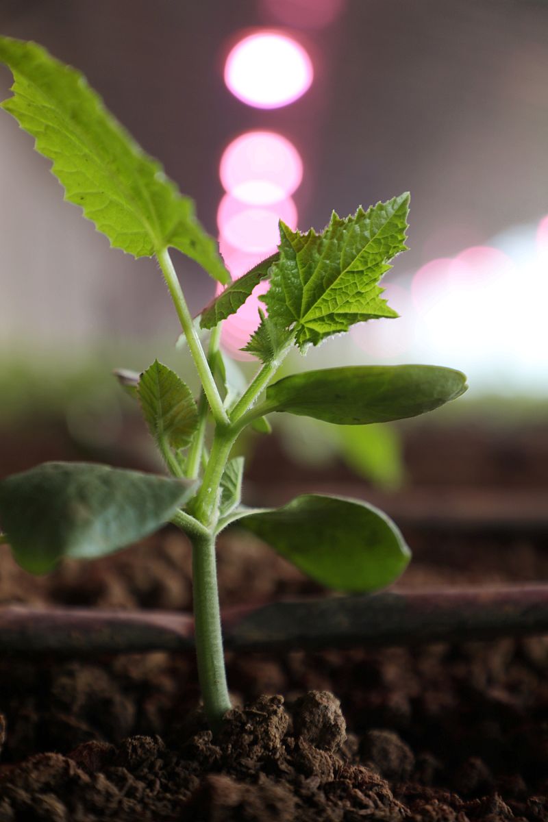 黄瓜"花打顶"形成的原因及防治措施