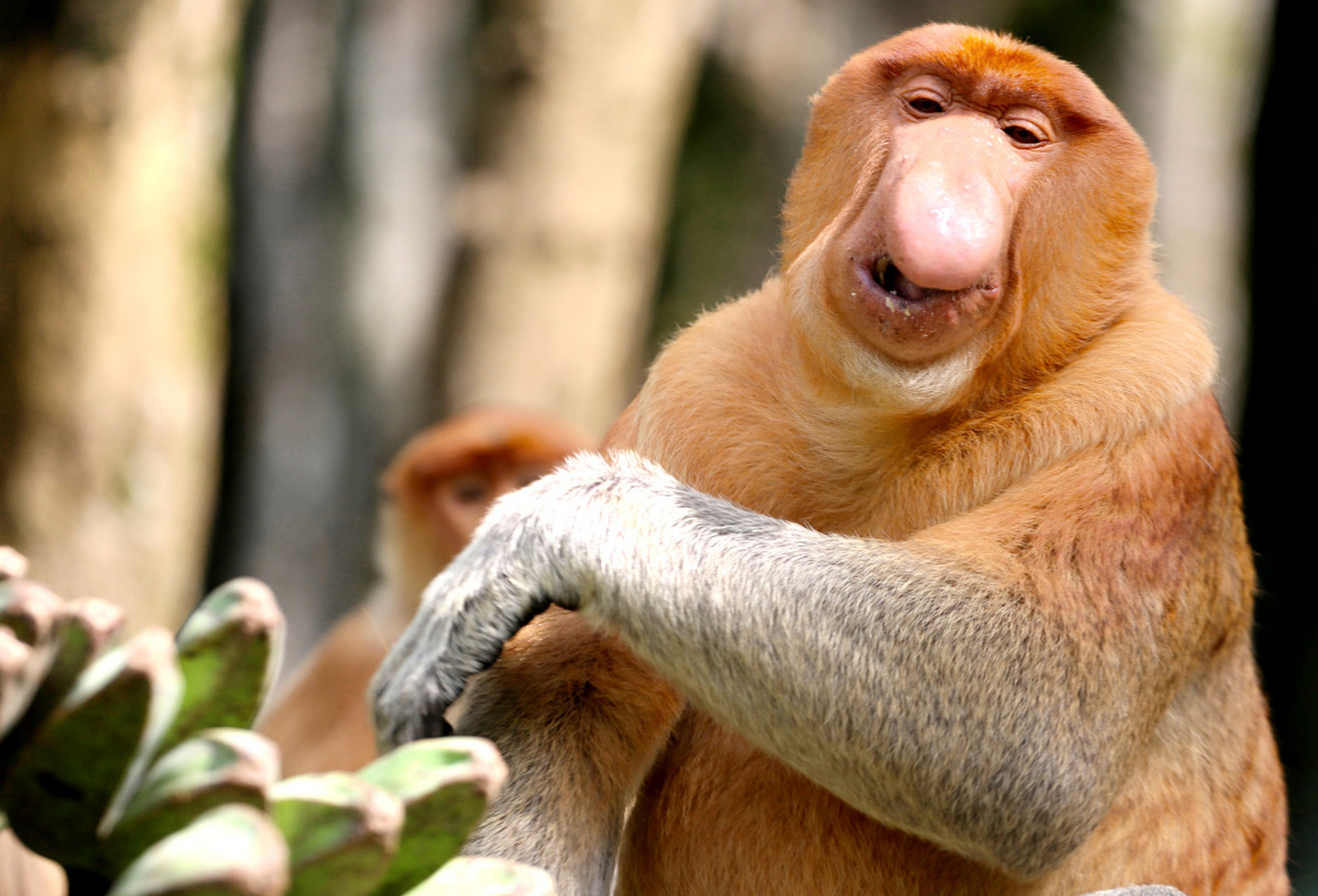 长鼻猴,这种生活在东南亚热带雨林的珍稀灵长类动物,以其独特的长鼻子