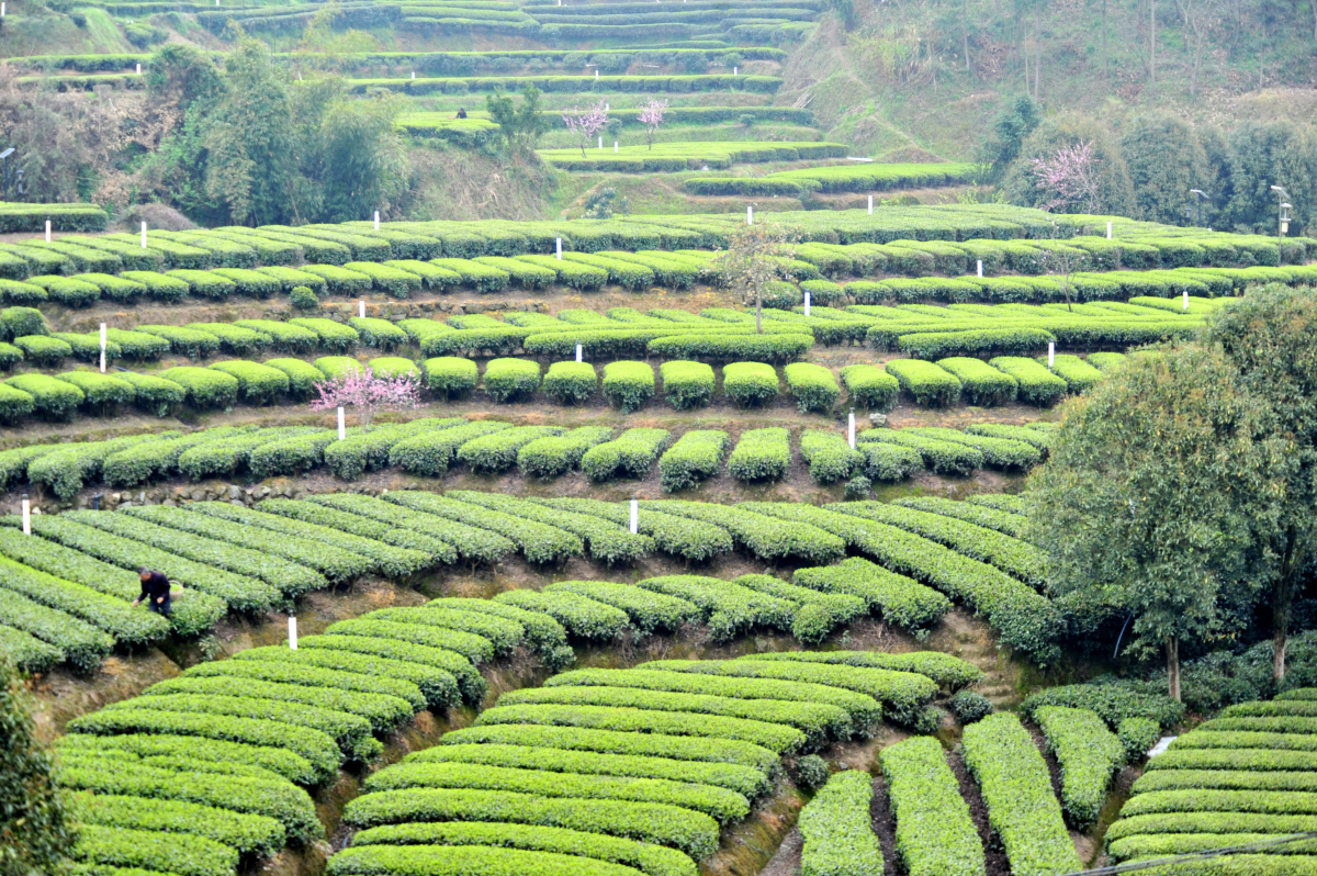 陕西·汉中  汉中西乡茶园,绿意盎然,茶香四溢.