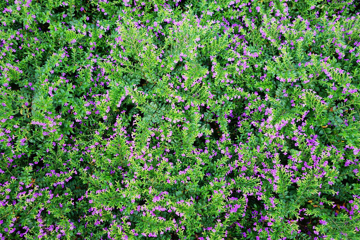 众花之中,唯满天星的花语最虐,如果有人送你满天星,那请注意!