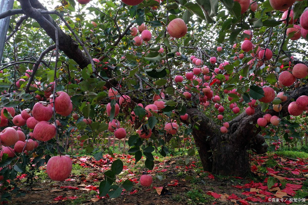 主要包括:运城红富士苹果,平陆苹果,芮城苹果等,给大家了解山西省什么