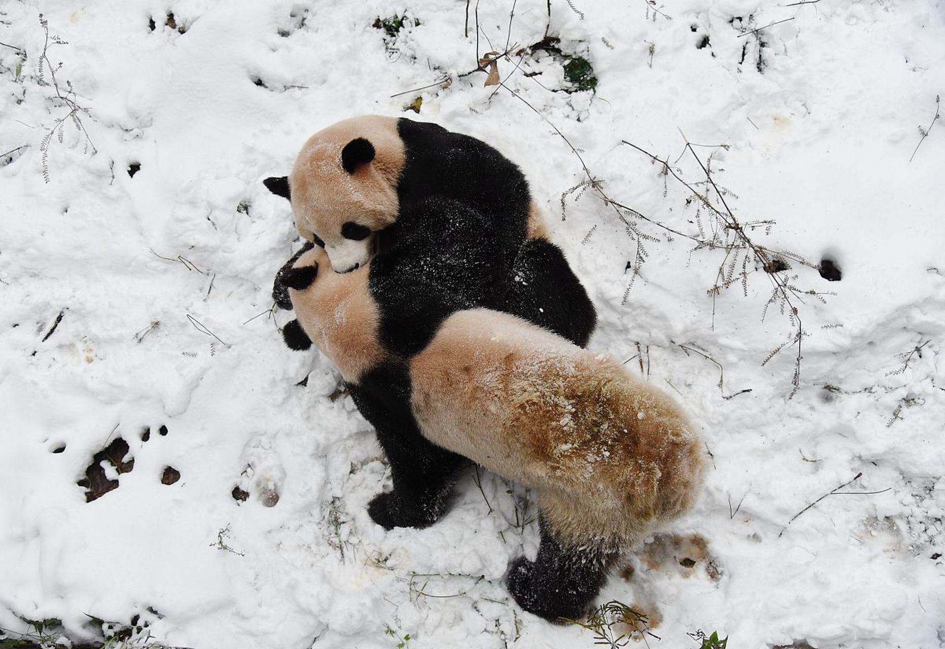 大雪过后,两只可爱的大熊猫来到雪地上嬉戏玩耍. #动物趣图
