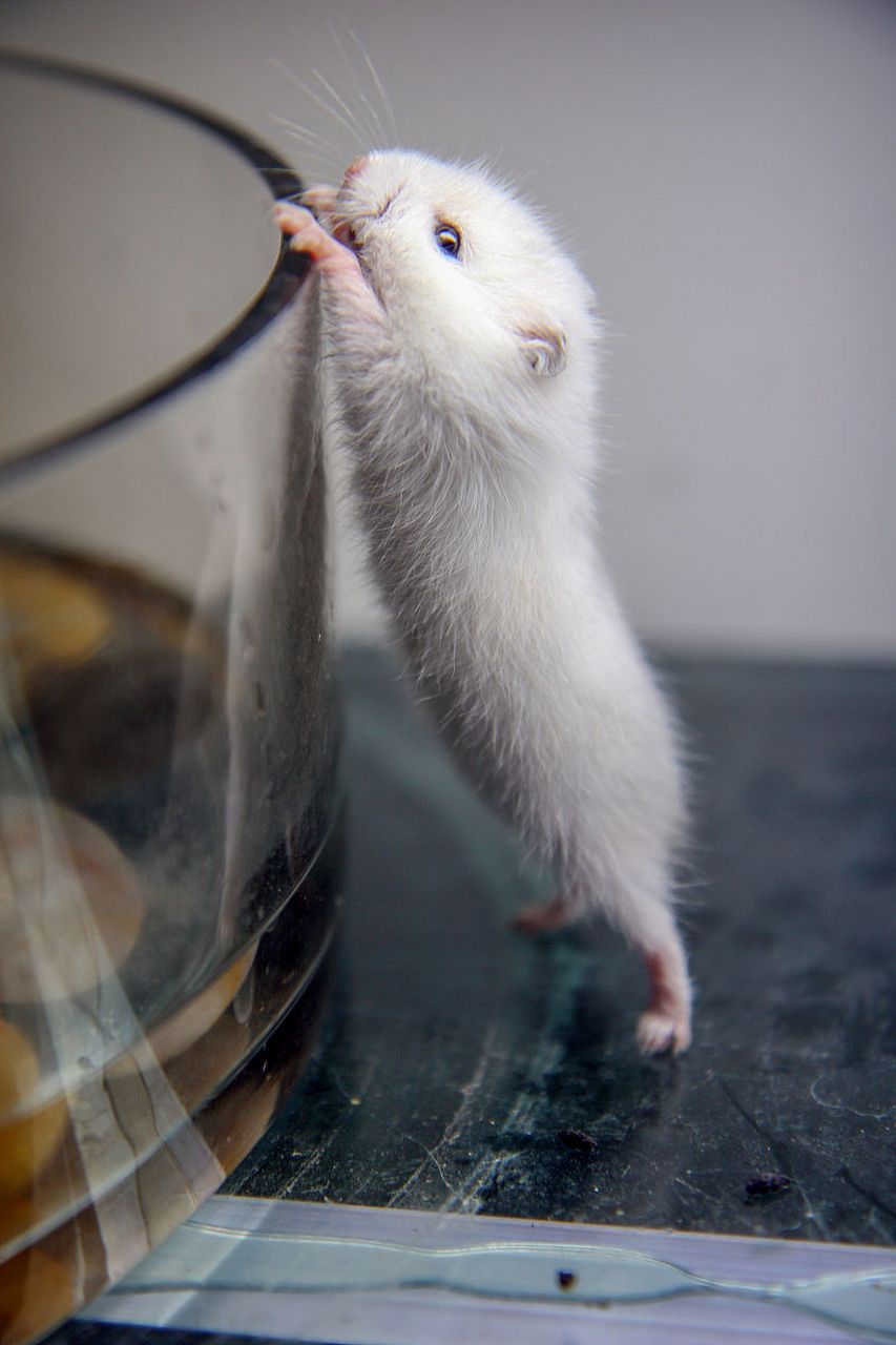 了解仓鼠的叫声,有助于更好地照顾它们和与它们建立友谊.