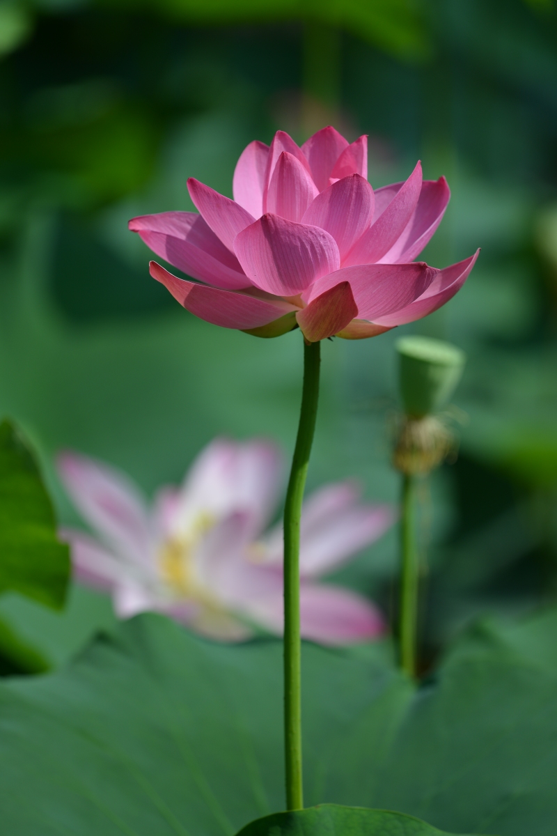 与荷对坐  不用说好  你看,这样也挺好  你兀自