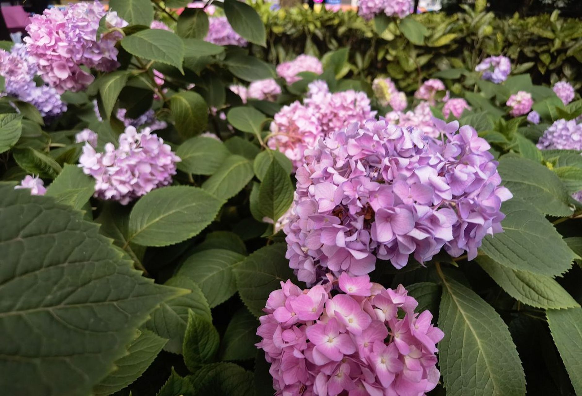 《玉绣球花》宋·黄庚  花神巧学传宫样, 不属针工属化工.