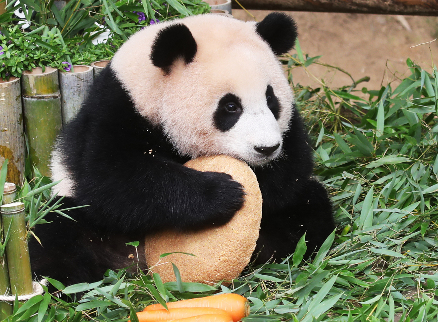 大熊猫,中国的国宝级萌宠!黑白毛色,圆滚滚的身形让人一见难忘.