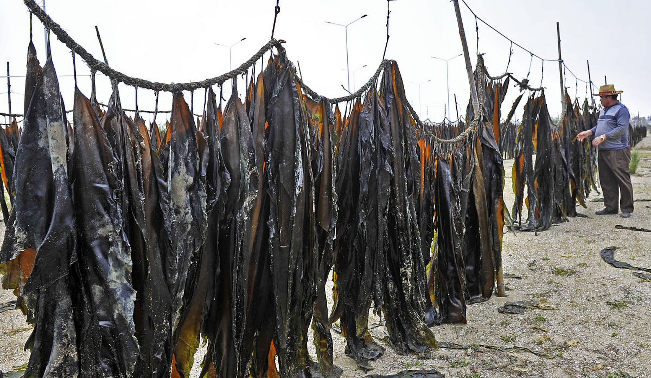 海带是一种褐藻,具有丰富的营养成分,如藻胶质,碘,维生素和矿物质等