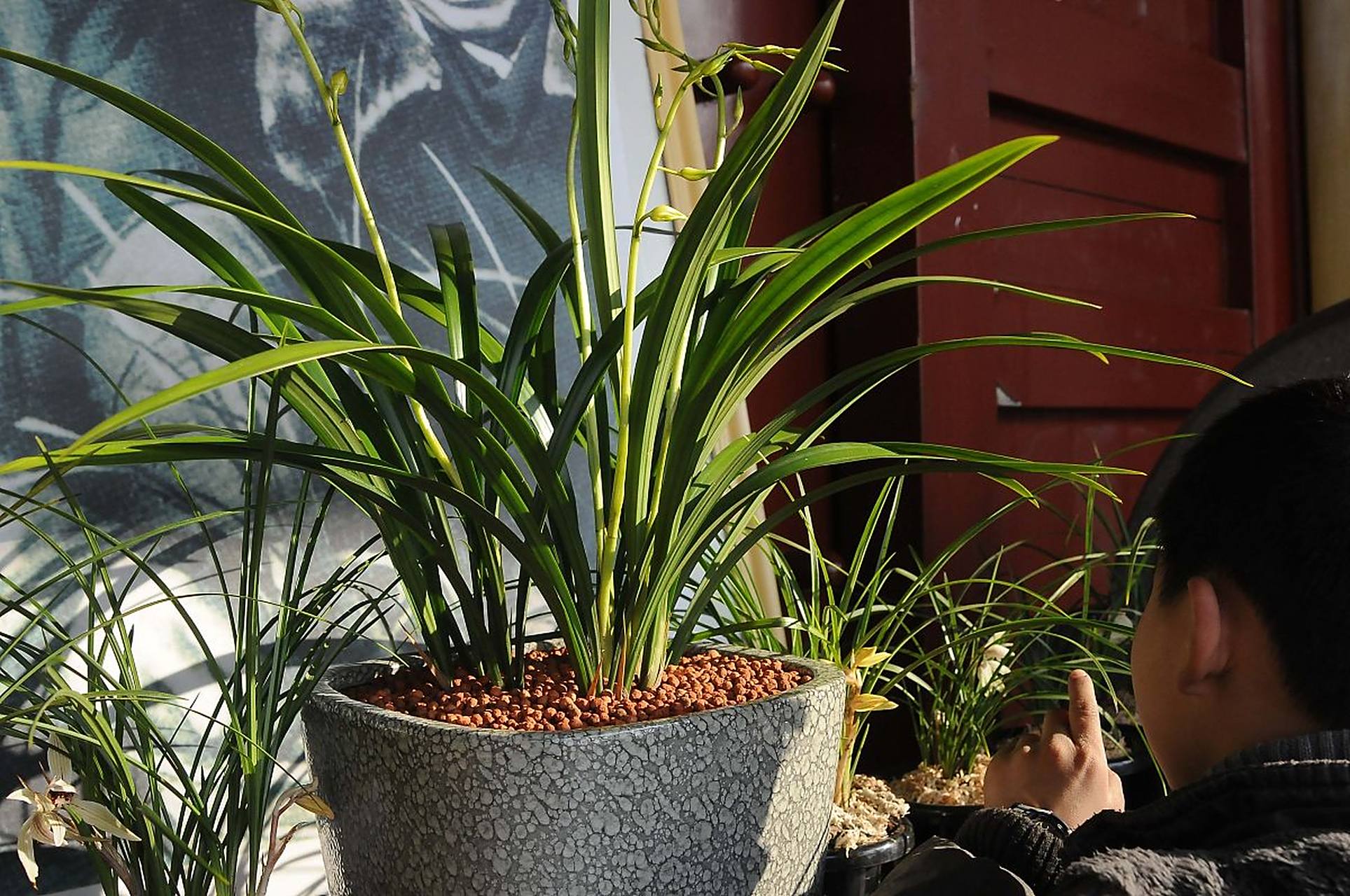 海南香兰是一种美丽的盆景植物,它拥有优美的花朵和独特的香气,深受