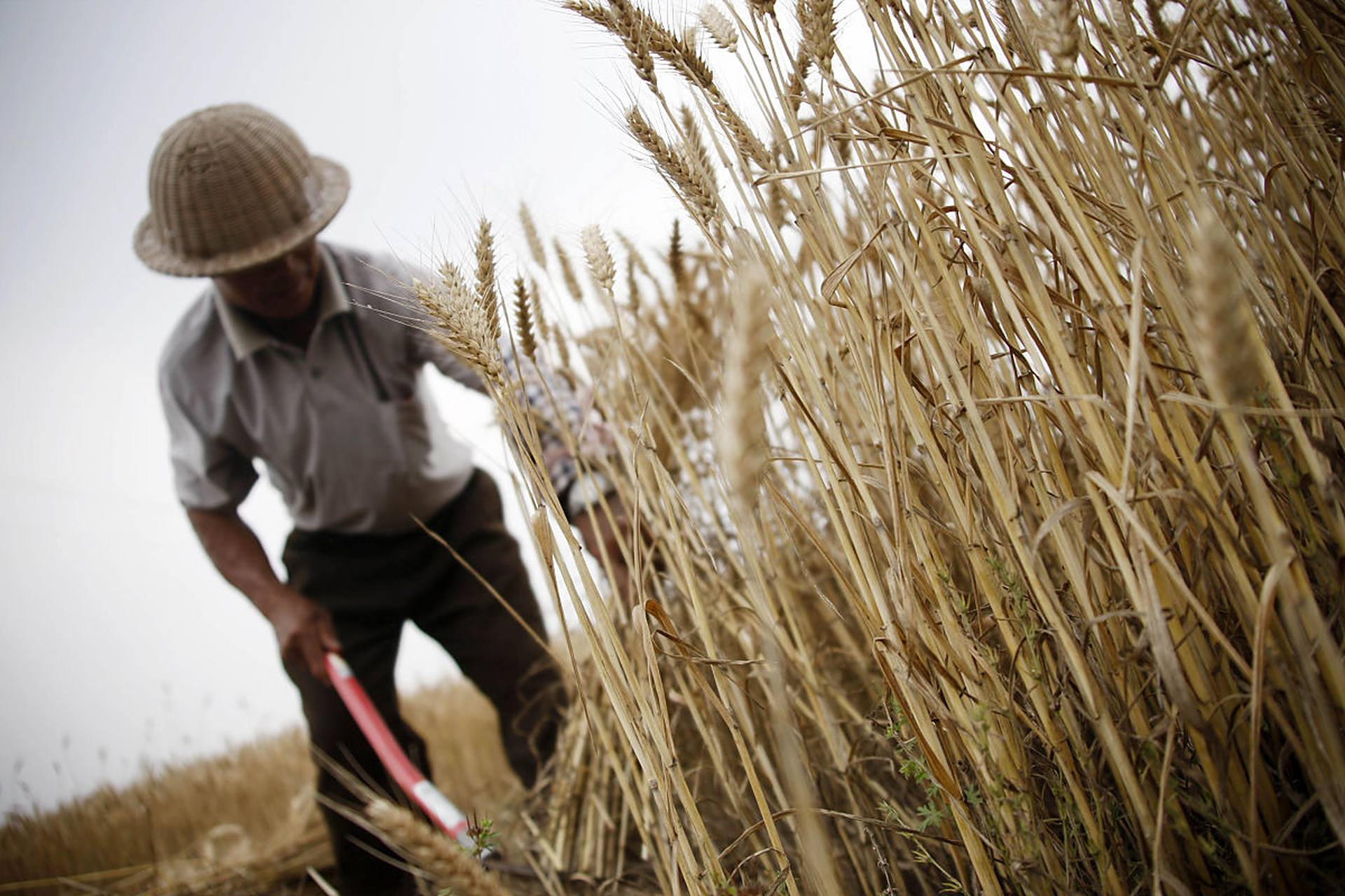 农民,四季辛勤劳作!春播夏巡,秋收冬藏.汗水换不来稳定收入?