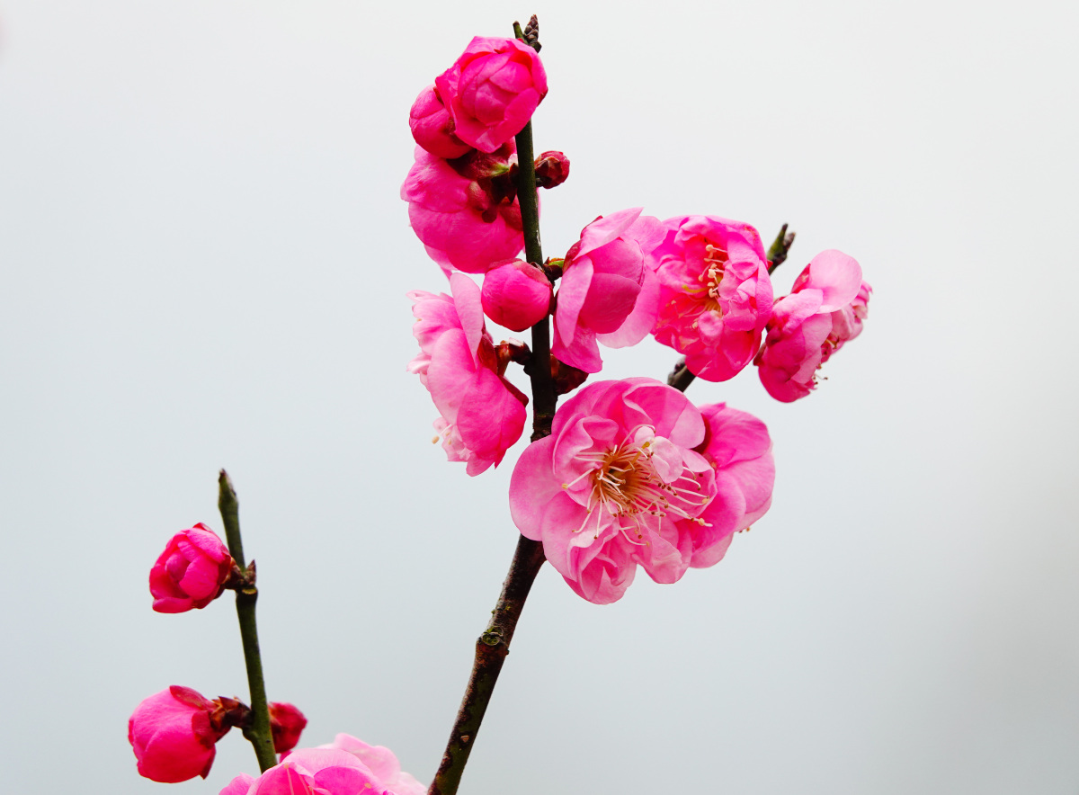 梅花,那是一种美丽而坚韧的花朵,它在寒冷的冬季里绽放,为世界带来了