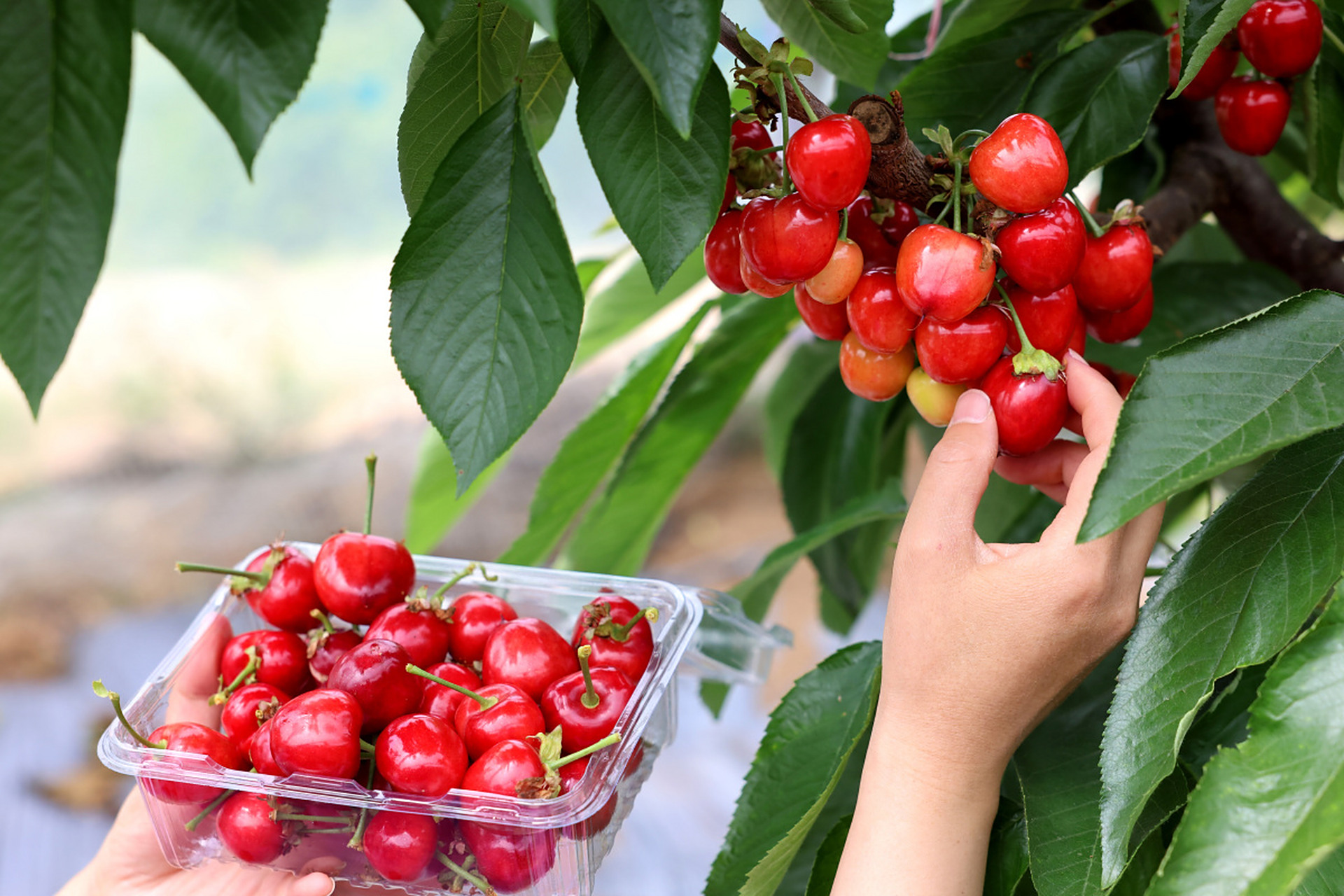 在广东从化,有一种水果,它色泽鲜红,味道甘甜,这就是从化樱桃.