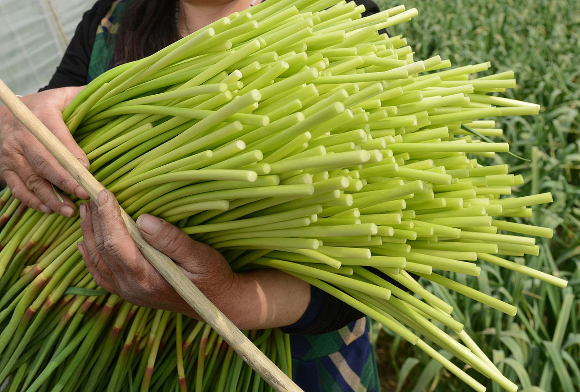 摘要:黄韭菜和绿韭菜在外观,口感,营养价值和用途方面有明显区别.