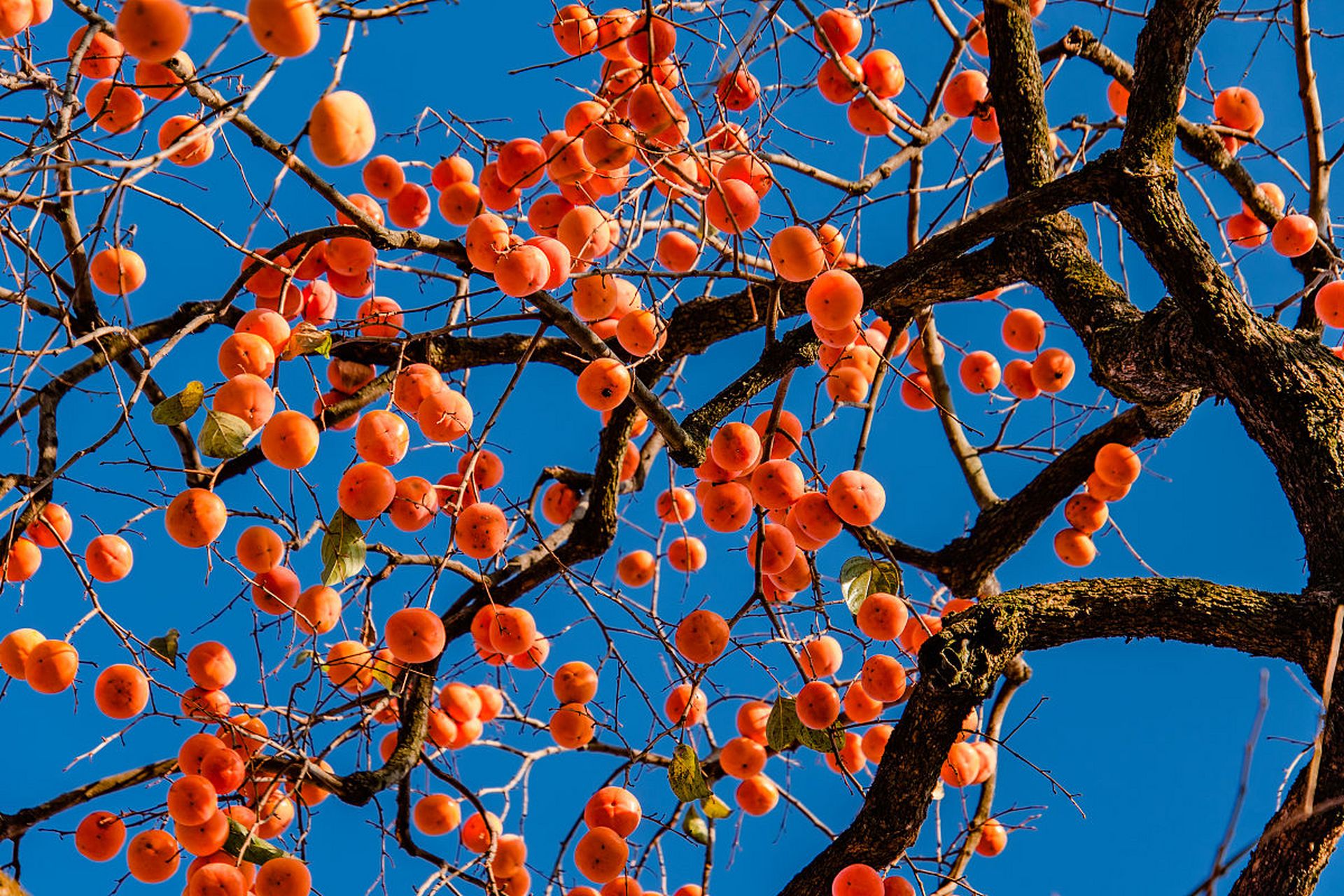 要种好柿子树,把握种植时间,方法和特点是关键!