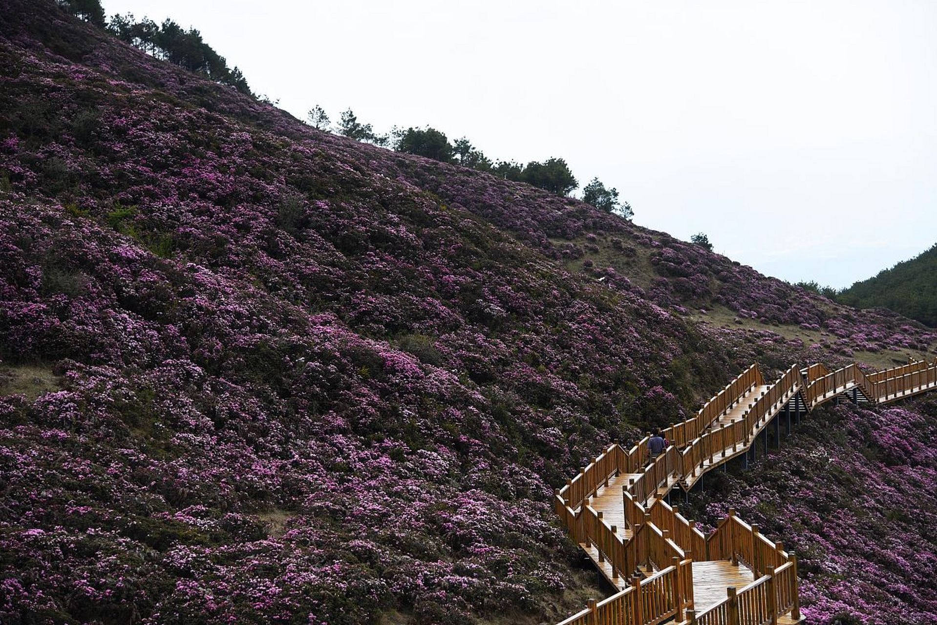 百花岭风景区图片图片