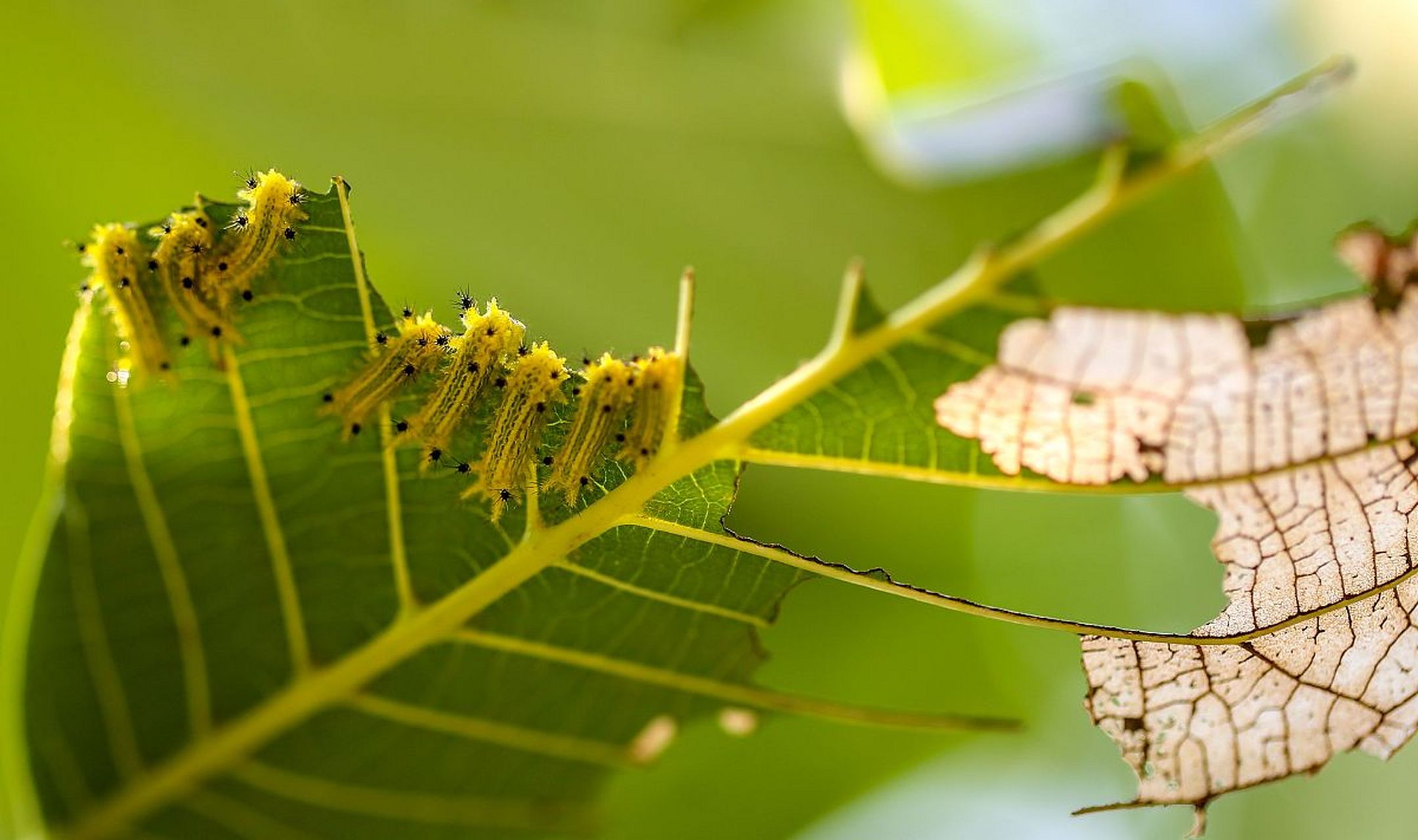 洋辣子作为珍稀食材只在热带,亚热带出没.