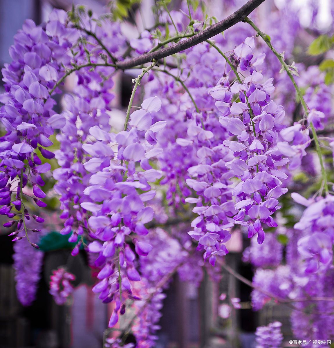 紫藤花,作为一种优雅的藤蔓植物,其花语蕴含着丰富的文化意涵与情感