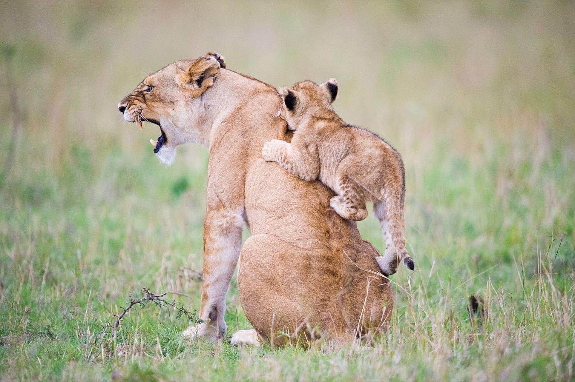 热带草原上的狮子,王者的威严让它们在草原上立足,而他们的内心却隐藏