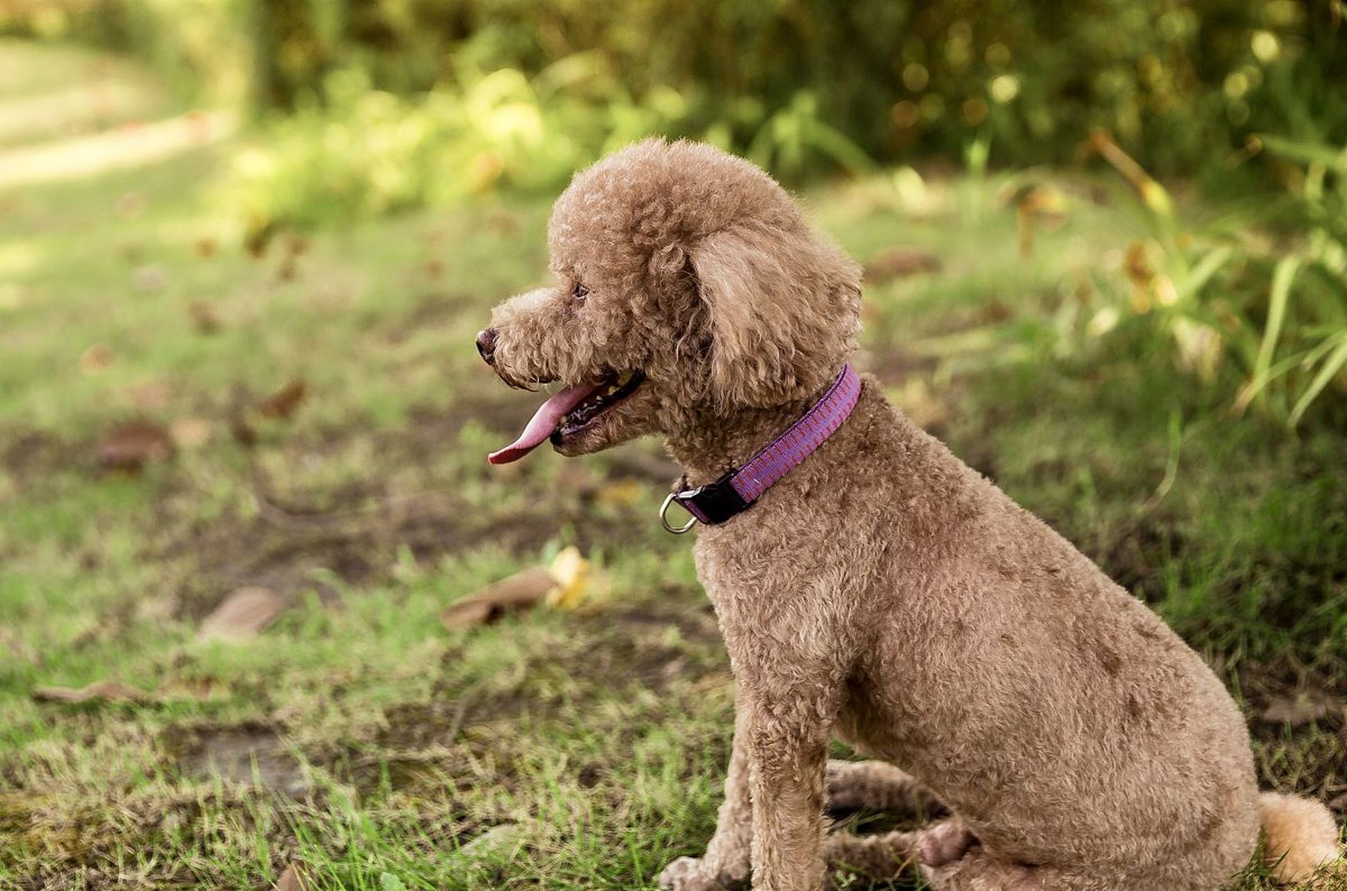 勇敢的狗狗守护独居女生,精彩一幕上演!