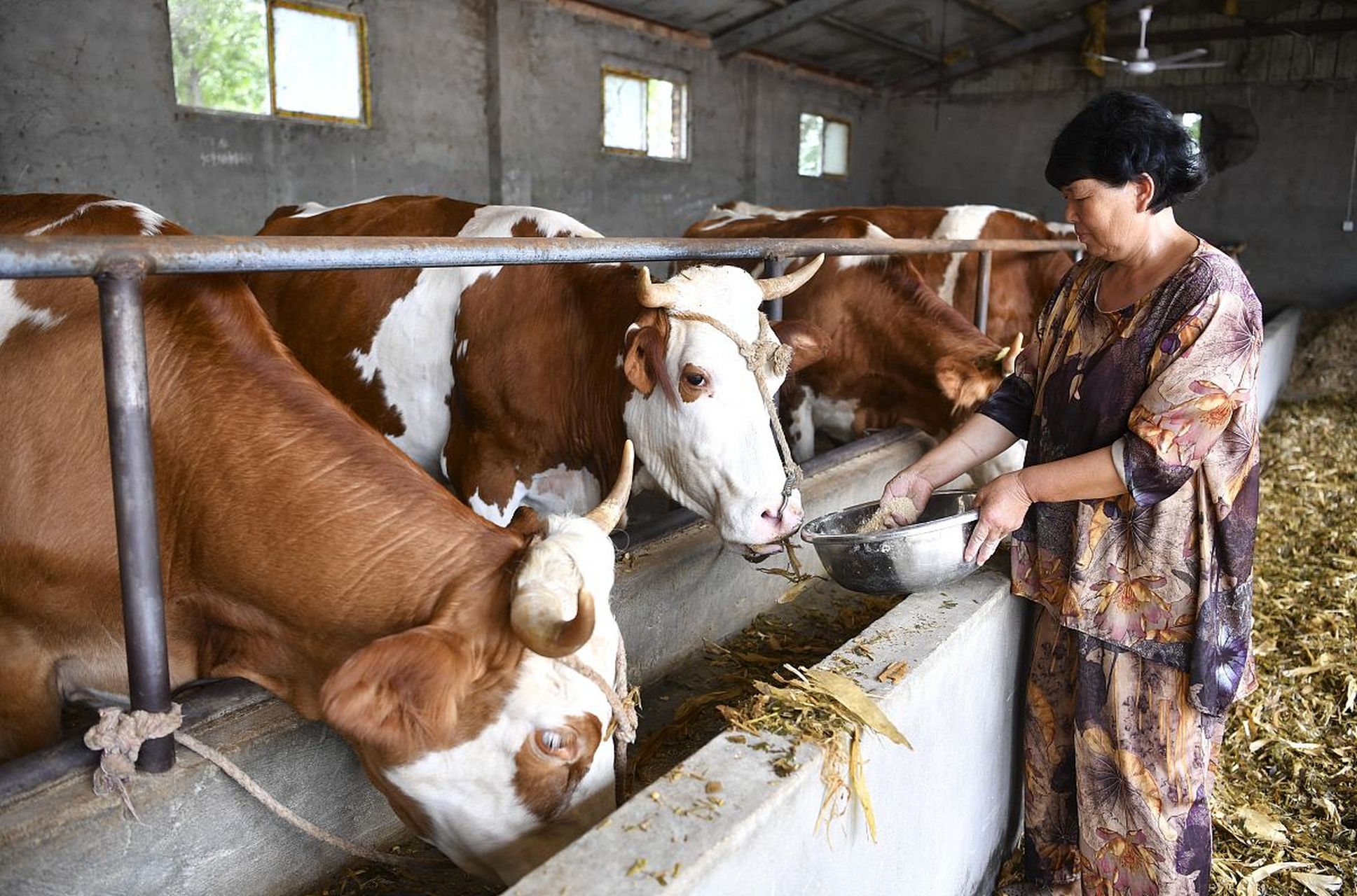 牛的养殖技术与管理,牛的养殖技术与管理  在畜牧业中,牛的养殖技术与