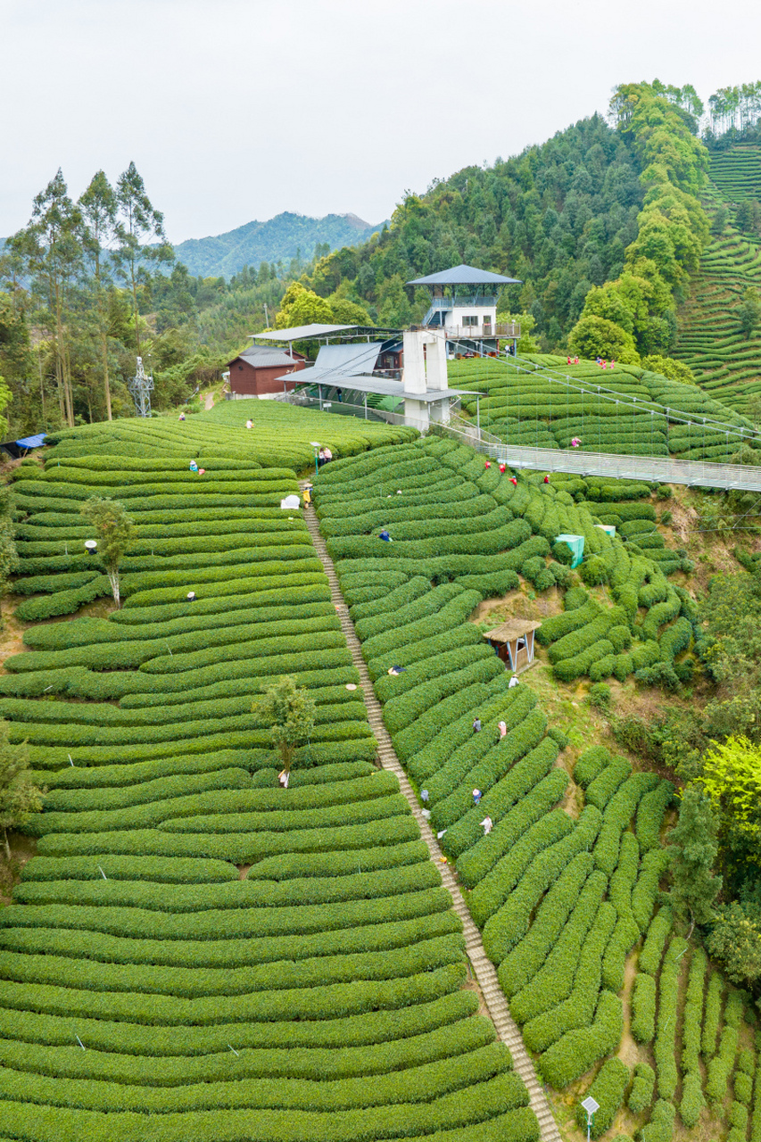 梅州雁南飞茶田景区,一个以茶文化为主题的地方,集自然风光,人文景观