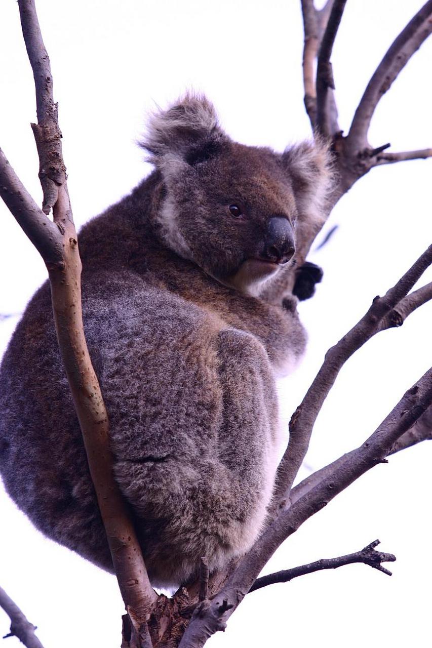 皮毛散发薄荷味的小动物-考拉    考拉澳大利亚的特有的珍贵原始树栖