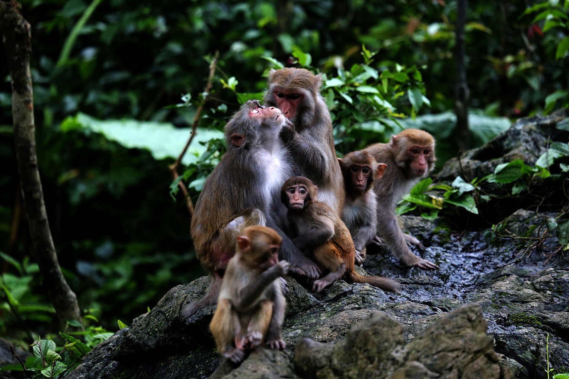 九月动态激励计划# 金秋畅游杭州千岛湖——猴岛 猴岛是千岛湖云梦列
