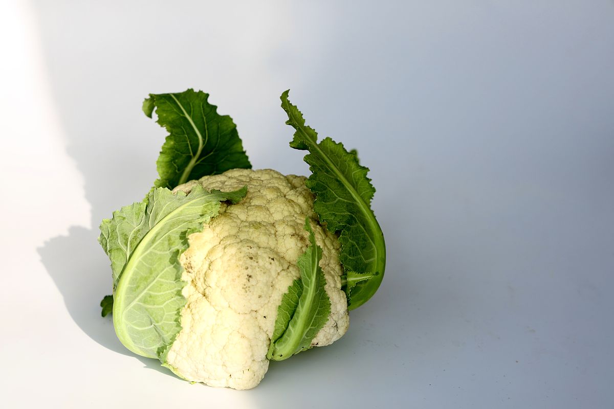 十字花科植物——花菜