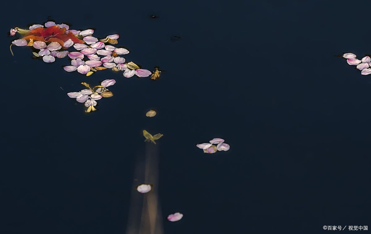 王勃在这首《落花落》中,道尽了人生的无奈和委屈,生命终将凋谢