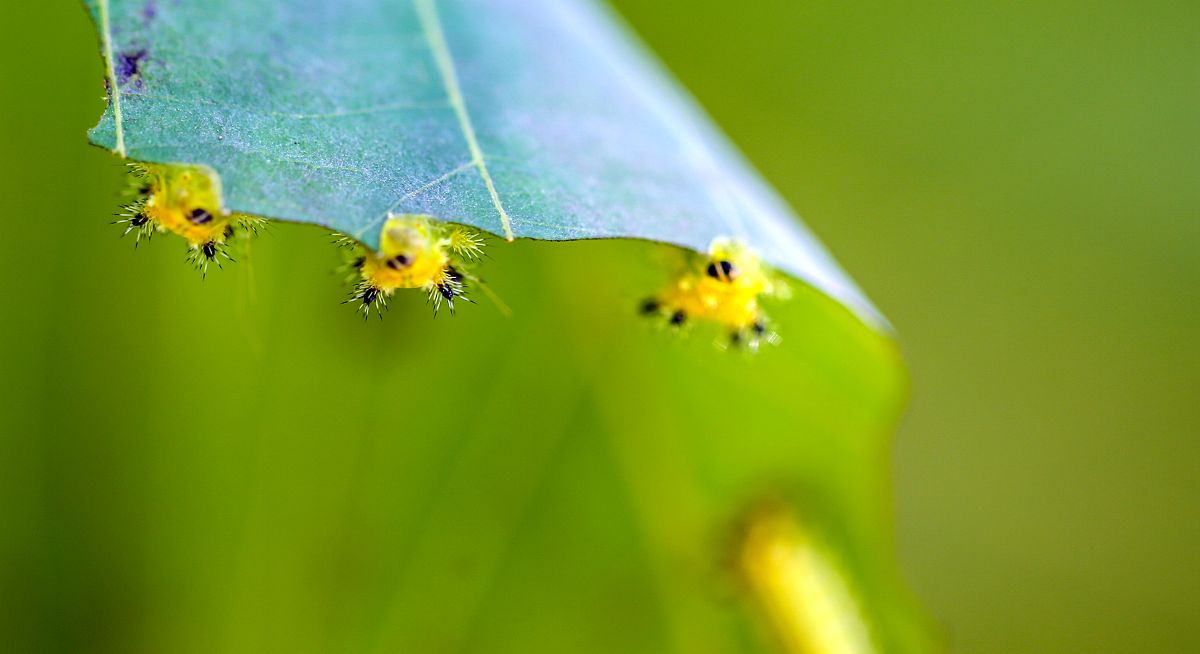 被洋辣子蜇了怎么办?