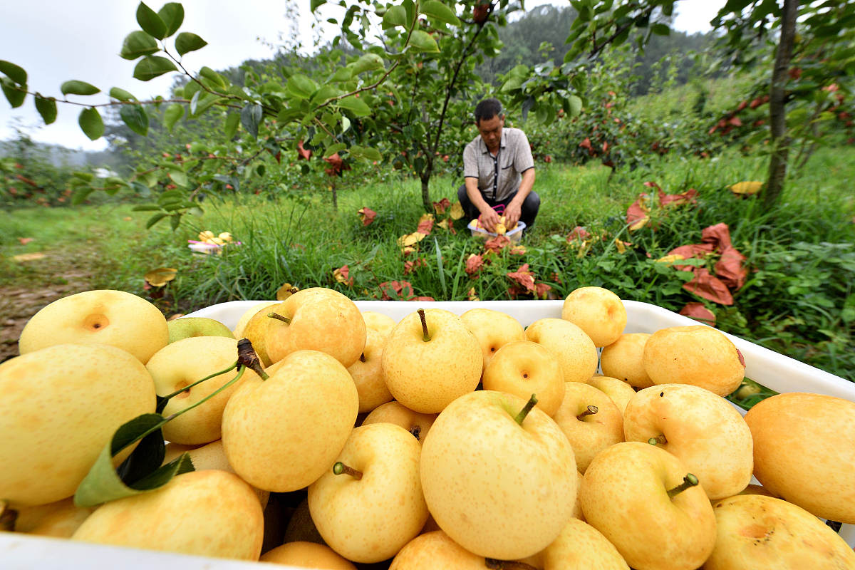 南阳黄金梨采摘基地梨园游玩个头大汁水饱满清脆甘甜