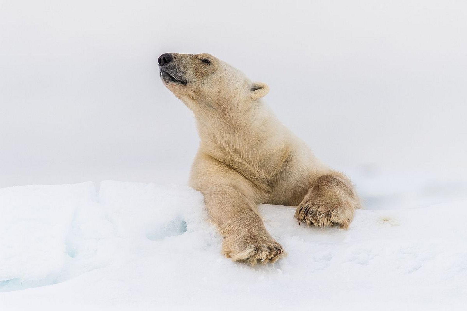 动物趣图# 北极熊趴在雪地里睡觉98