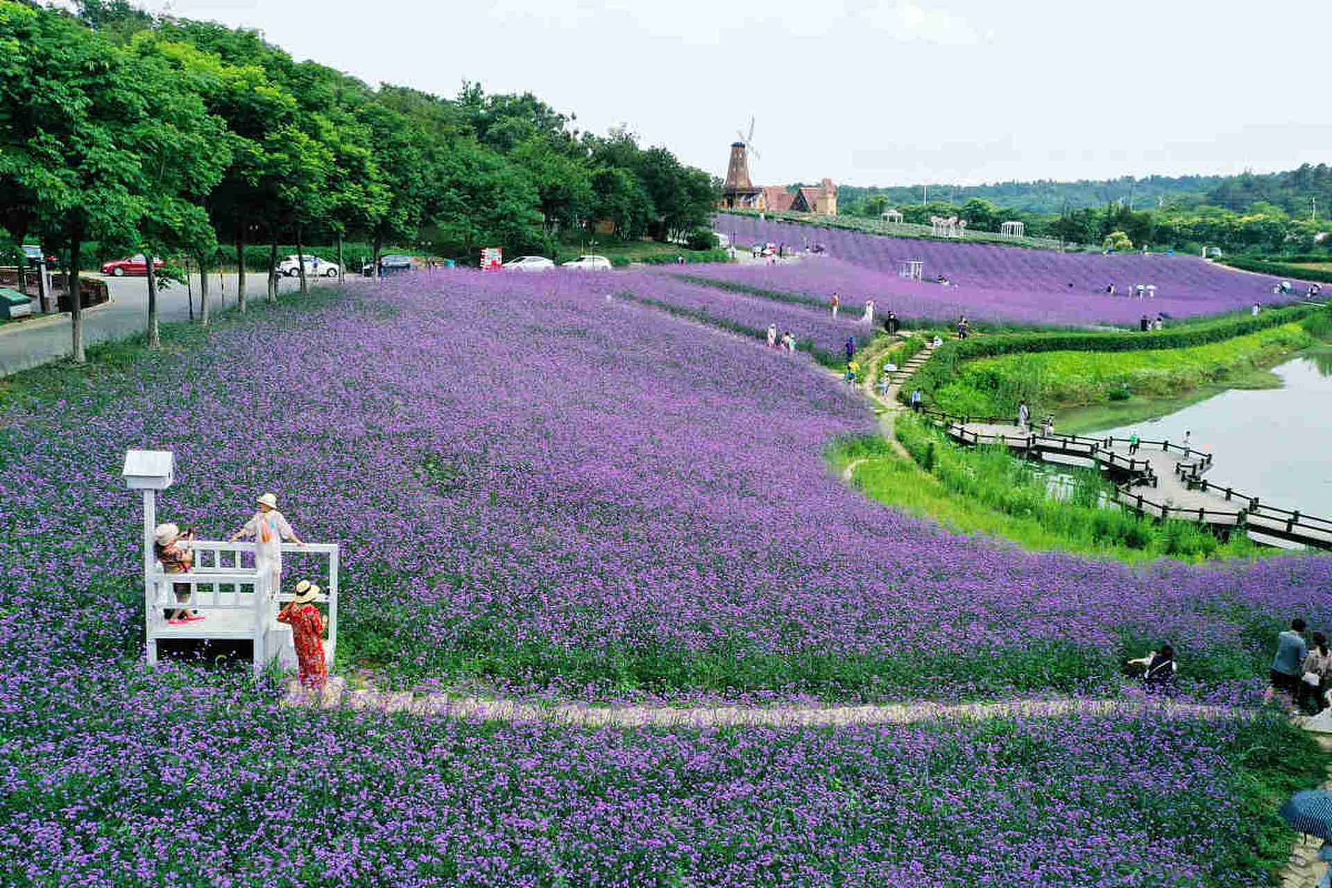 终于盼到了周末,我和小伙伴们决定去南京大塘金香草谷探险!