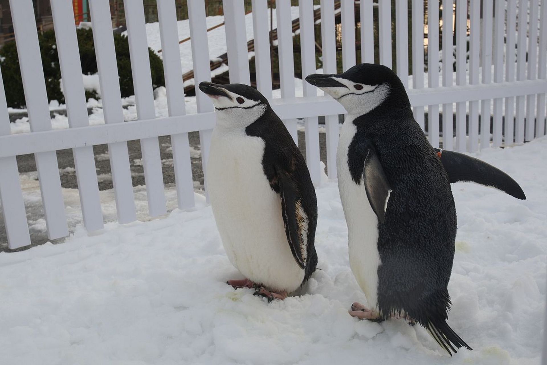 春游企鹅馆,帝企鹅和阿德利企鹅的优雅步态犹如春天的冰雕,它们在冰冷