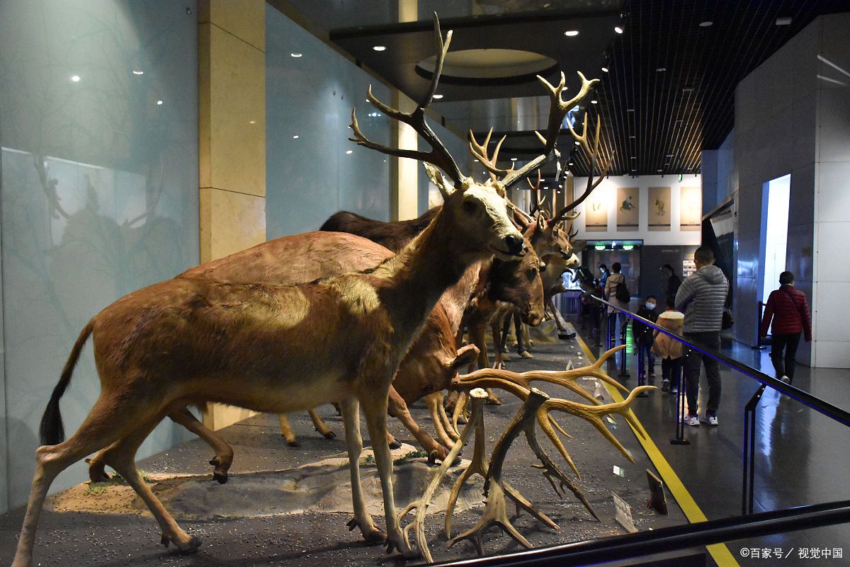 国家动物博物馆(national zoological museum of china)位于中国