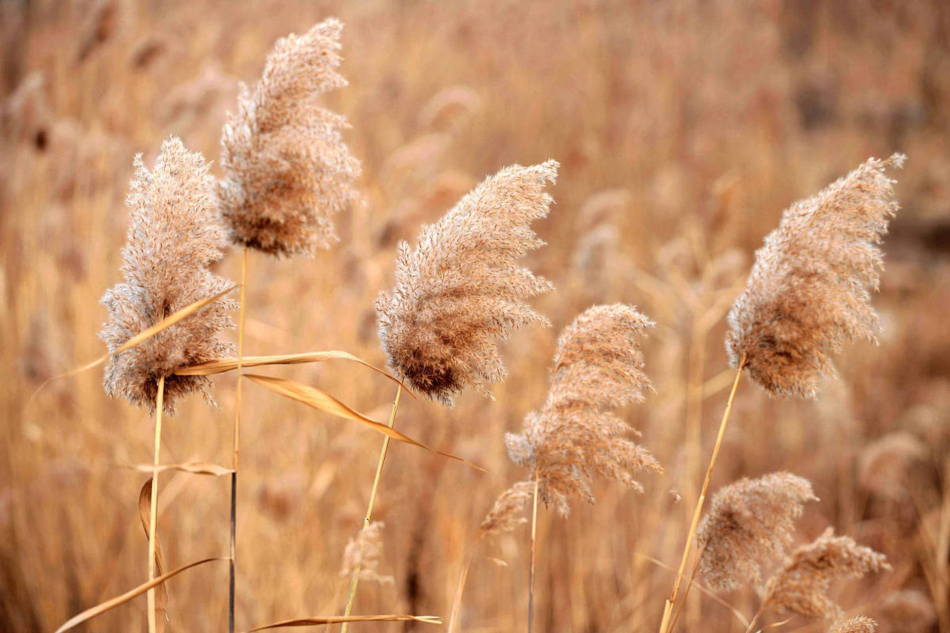 国内文旅# 晚云收 7815,夕阳挂 93,一川枫叶 93,两岸芦花