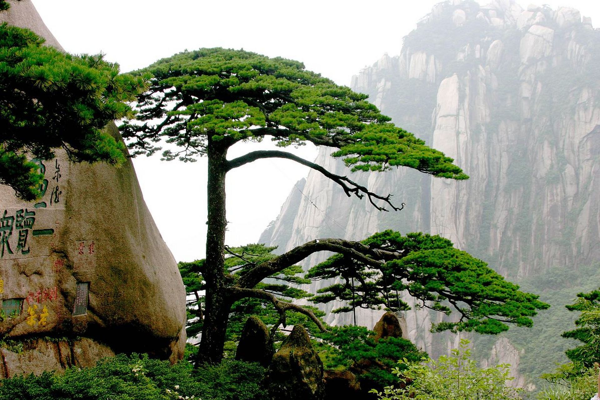 98迎客松之旅,探秘自然之美9015  91推荐旅行天数:3天2晚,尽