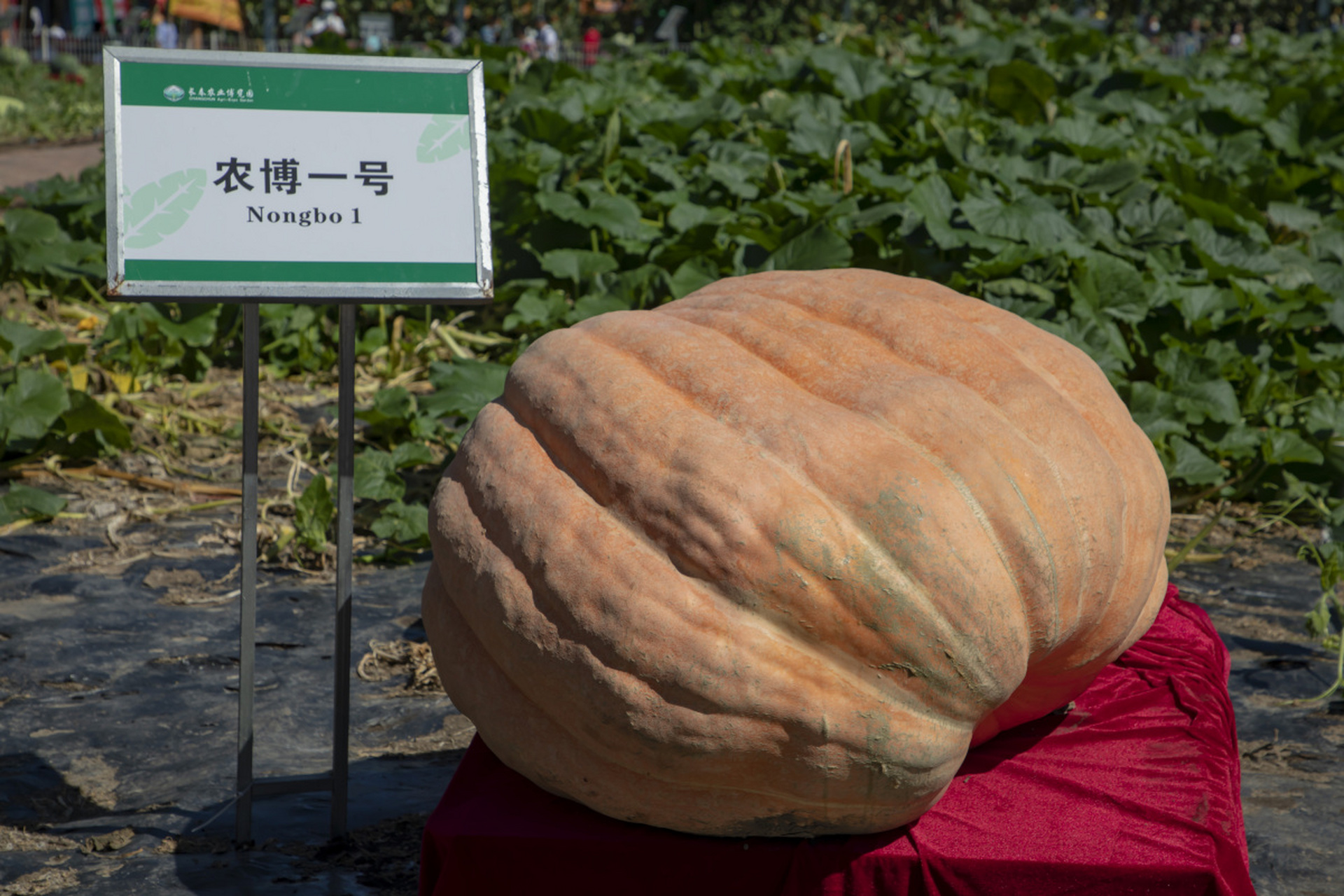 超大南瓜.#植物趣圖