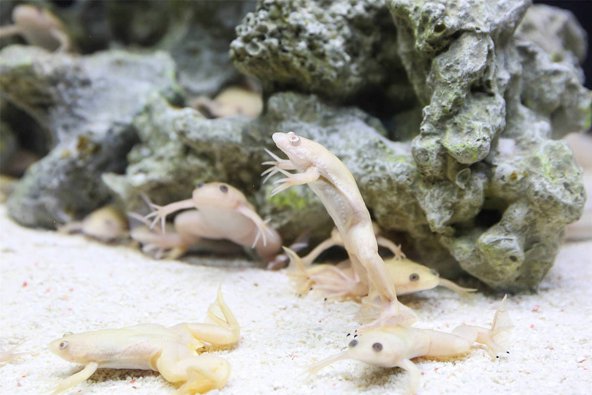 宠物蛙新手推荐!