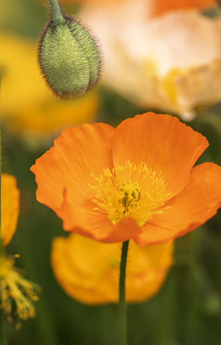 大全大图壁纸花朵图片大全漂亮的鲜花图片大全集竖屏好看的花朵壁纸