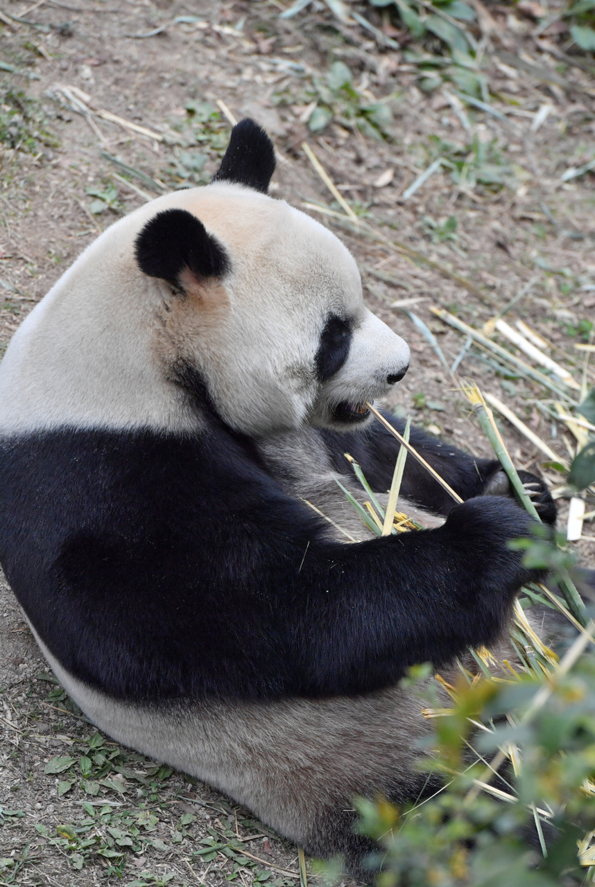 旅美大熊猫乐乐图片